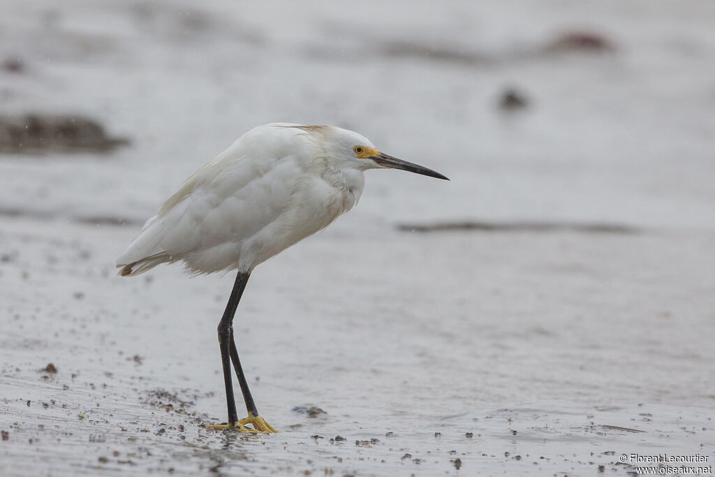 Aigrette neigeuse