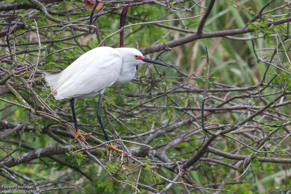 Snowy Egretadult breeding, identification