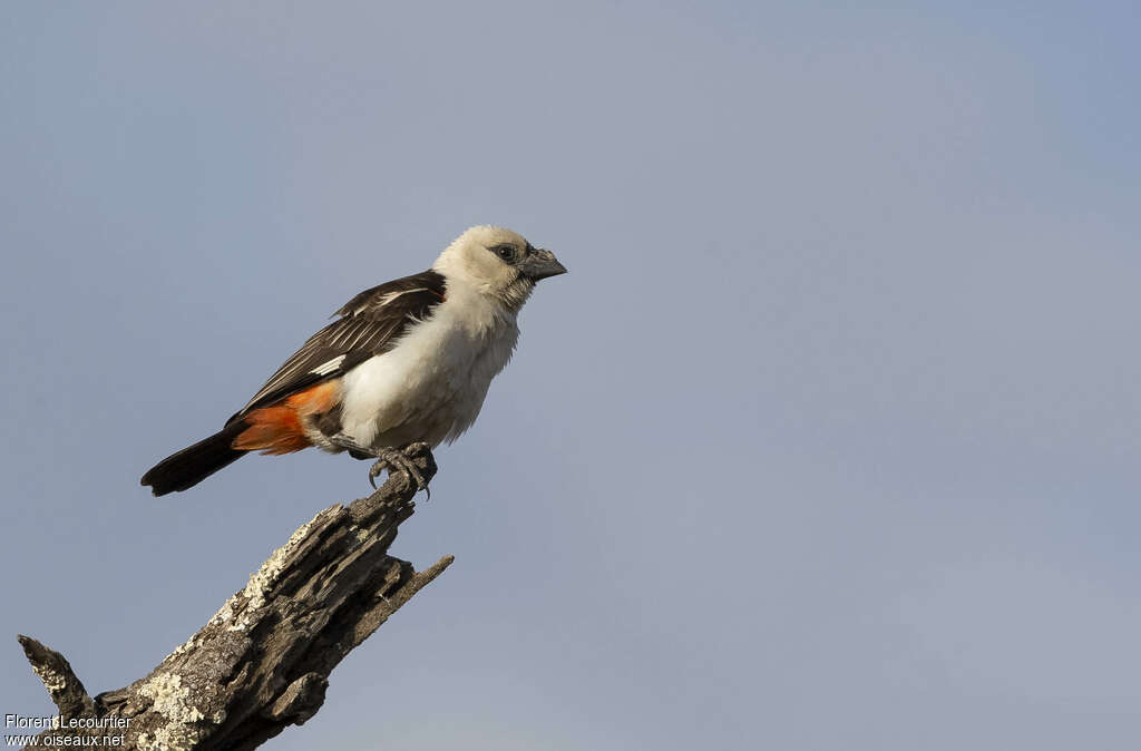 White-headed Buffalo Weaveradult