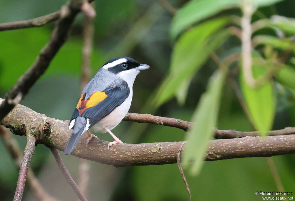 Allotrie de Blyth mâle