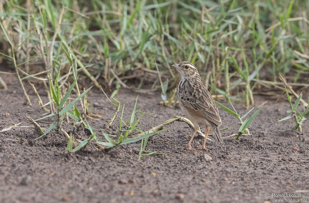 Indochinese Bush Lark