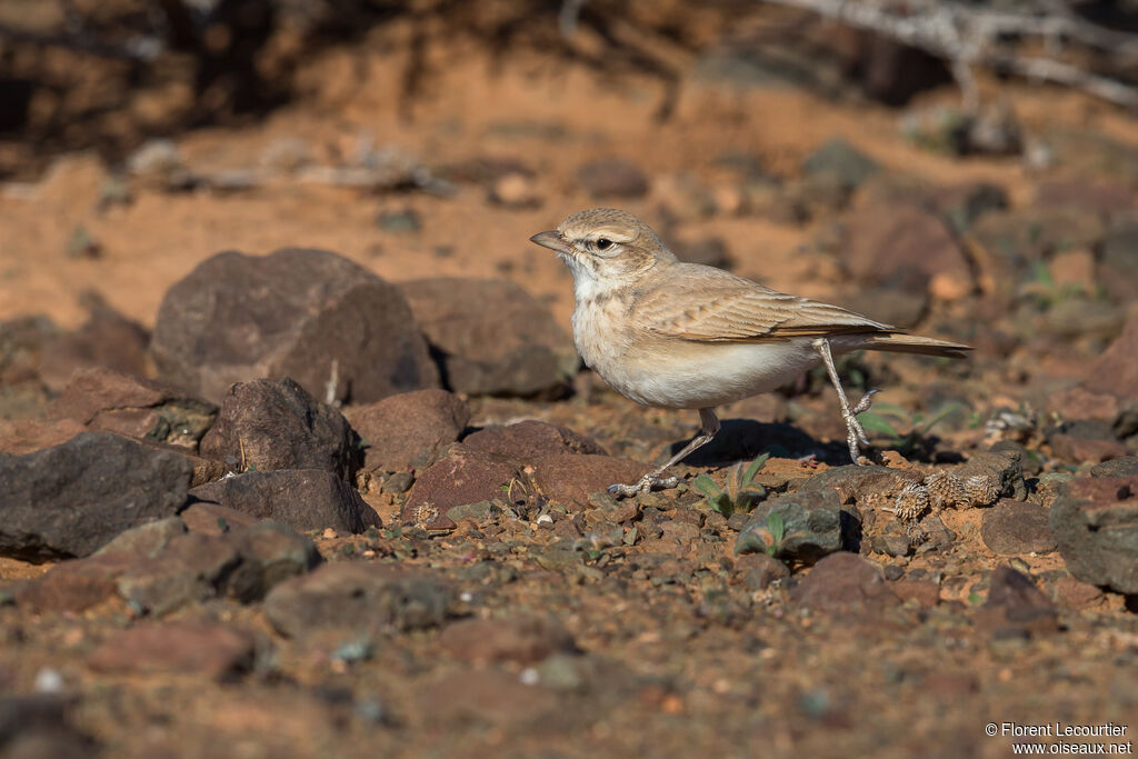 Bar-tailed Lark