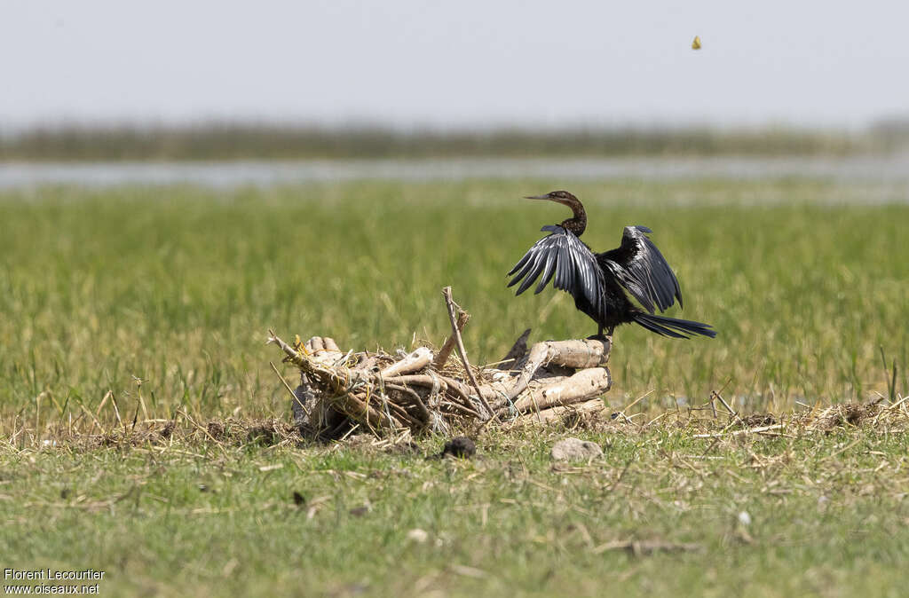 African Darteradult, habitat