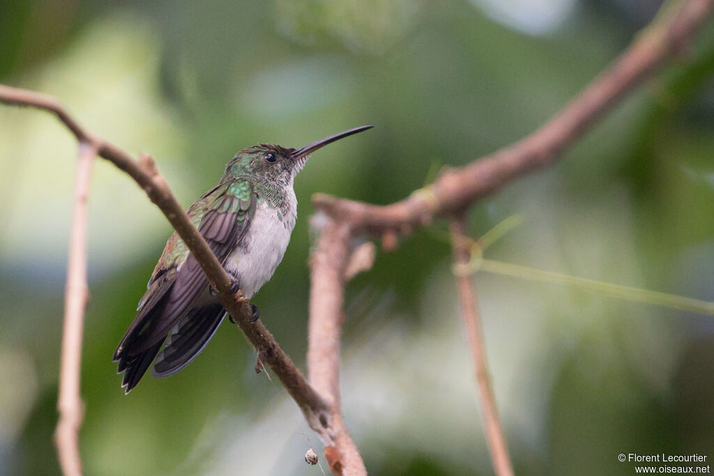 Plain-bellied Emerald