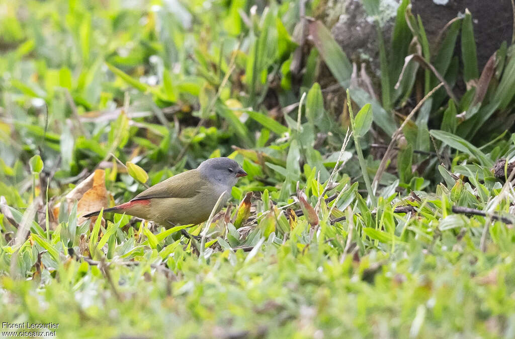 Yellow-bellied Waxbilladult, habitat, walking, clues