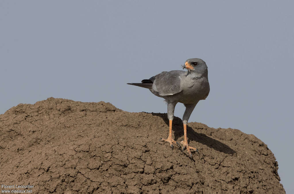 Dark Chanting Goshawkadult, identification