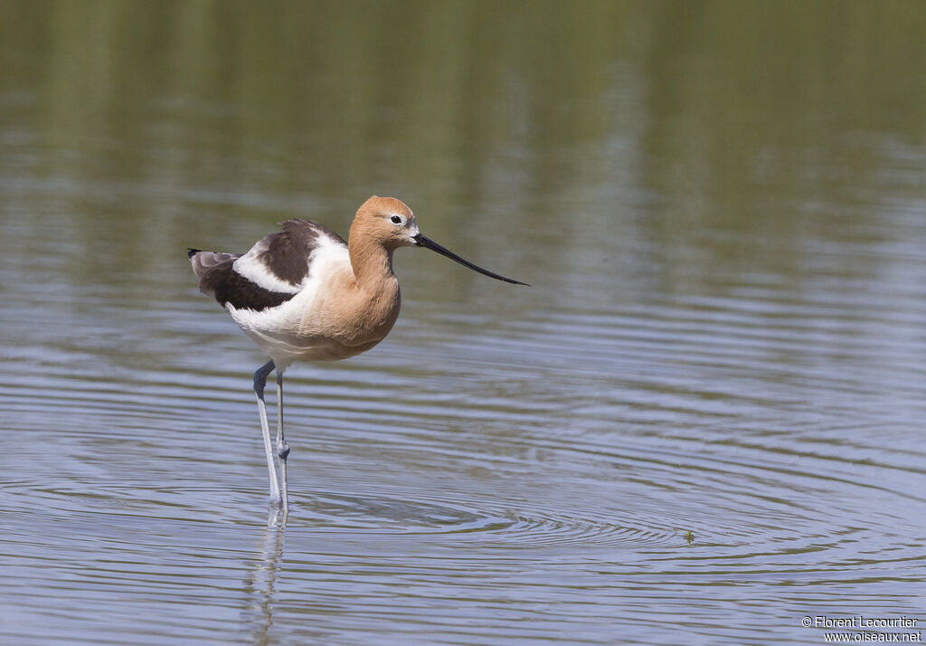American Avocet