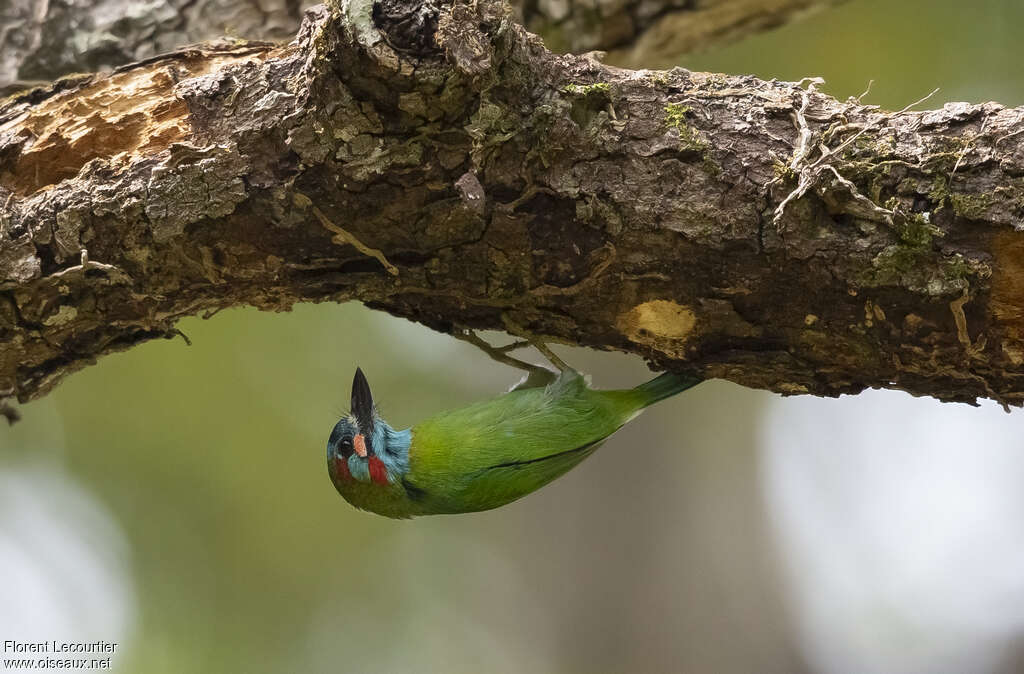 Barbu à oreillons bleus