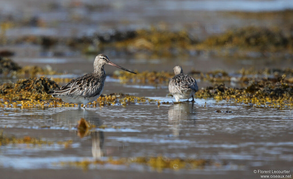 Bar-tailed Godwit