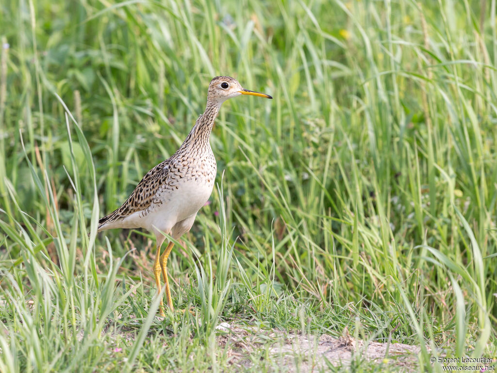 Upland Sandpiper