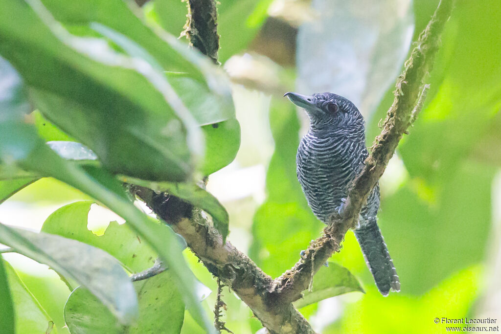 Fasciated Antshrike male