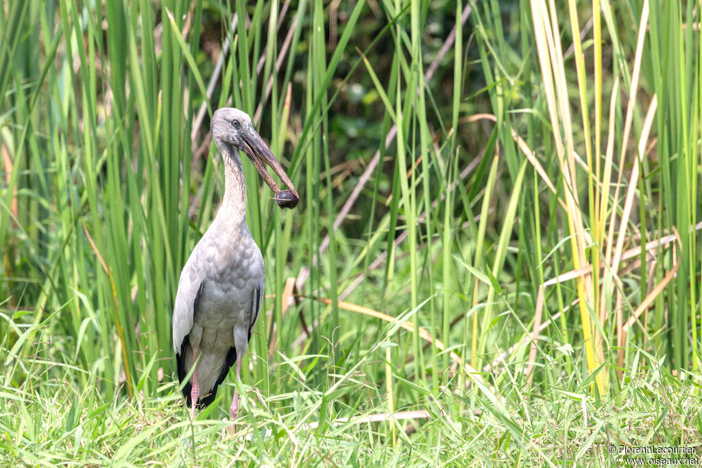 Asian Openbill