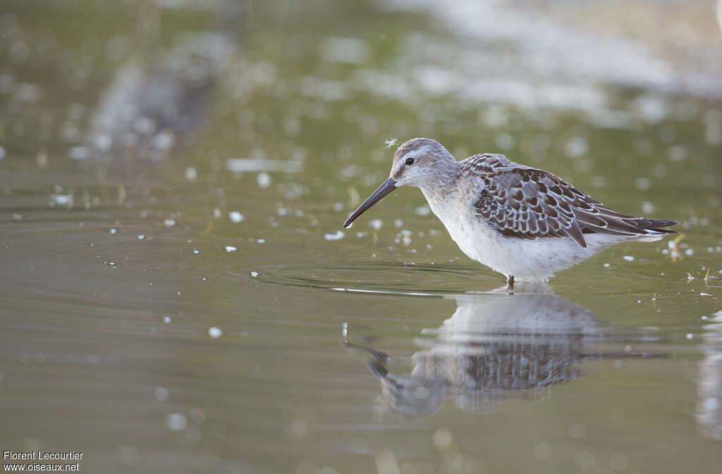 Stilt Sandpiperadult, identification