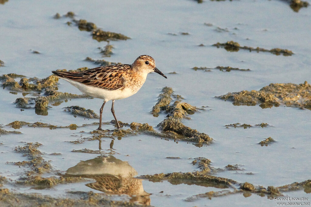 Little Stint