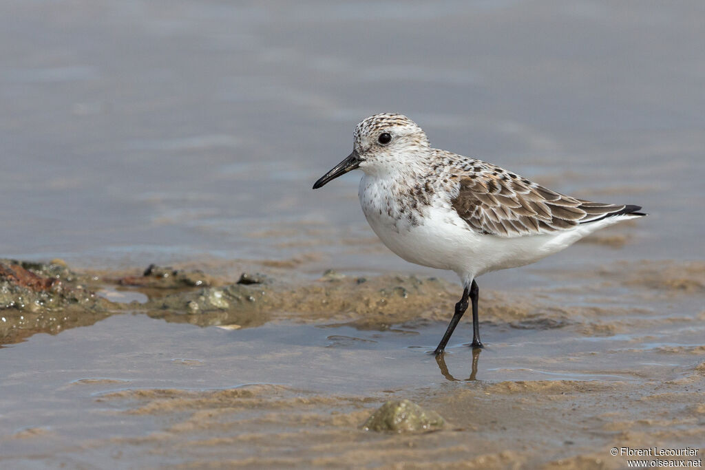 Sanderling