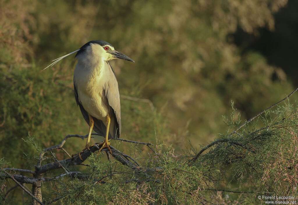 Black-crowned Night Heron