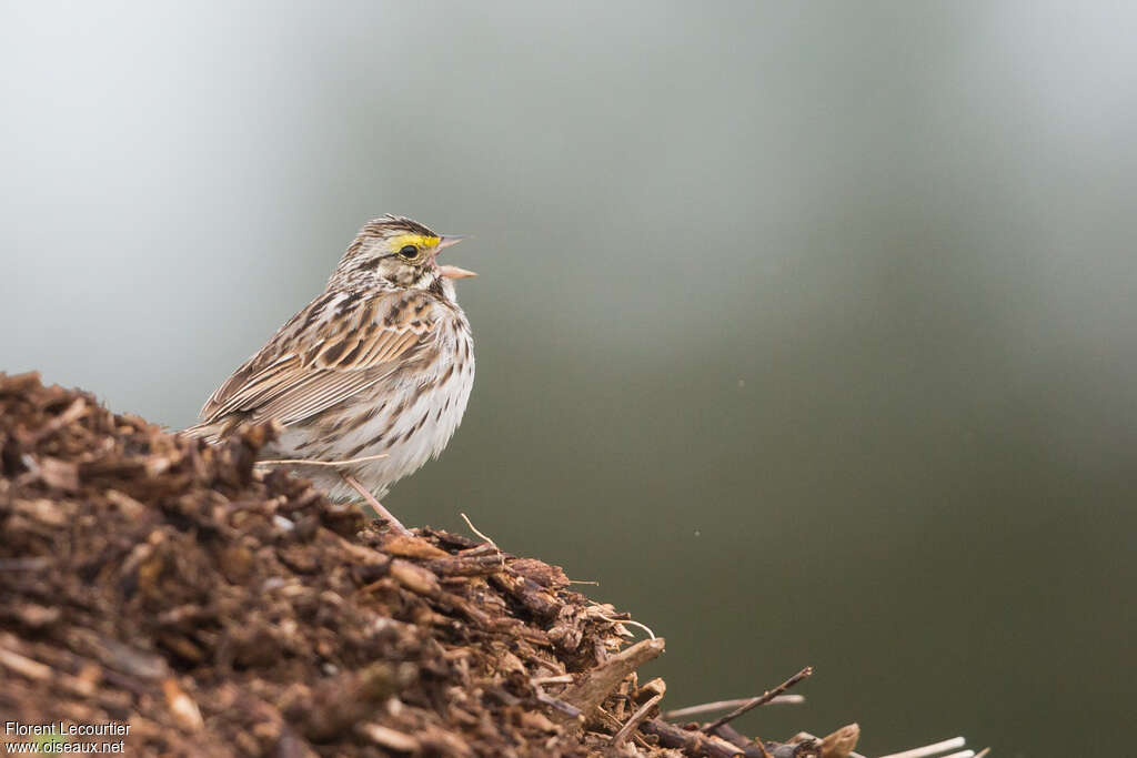Savannah Sparrow, pigmentation, song