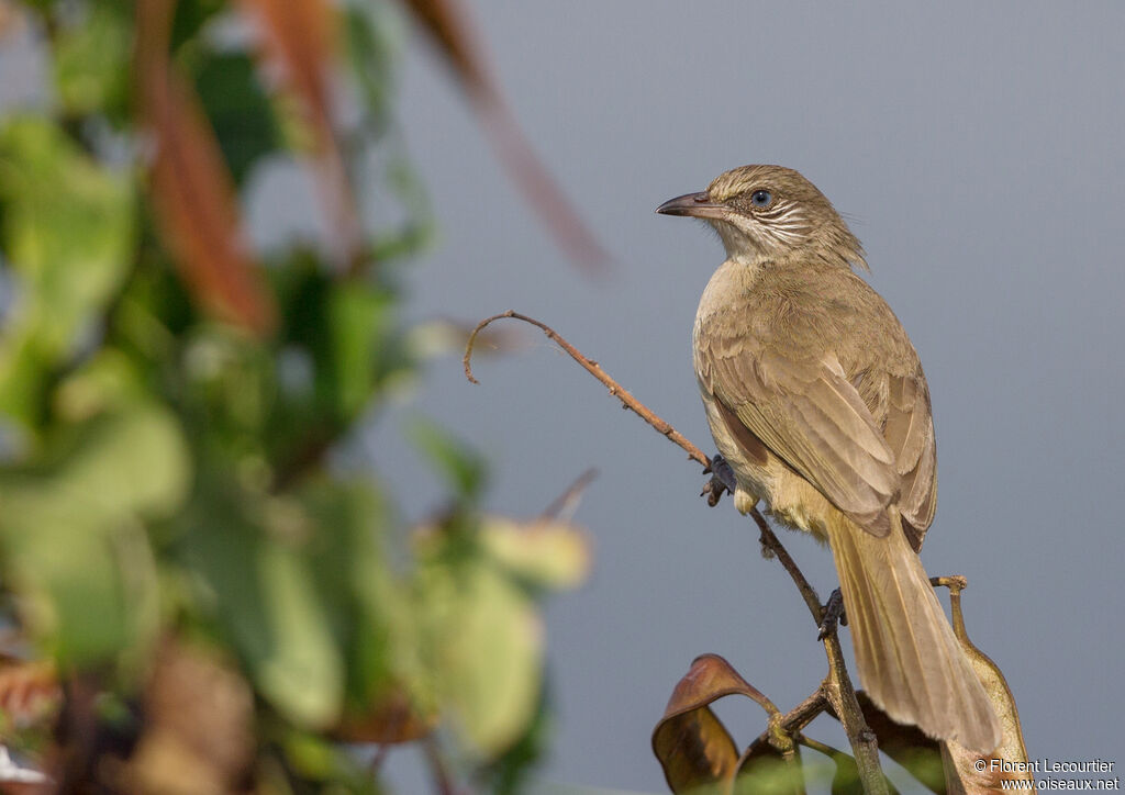 Bulbul de Conrad