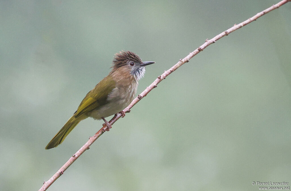 Bulbul de McClelland