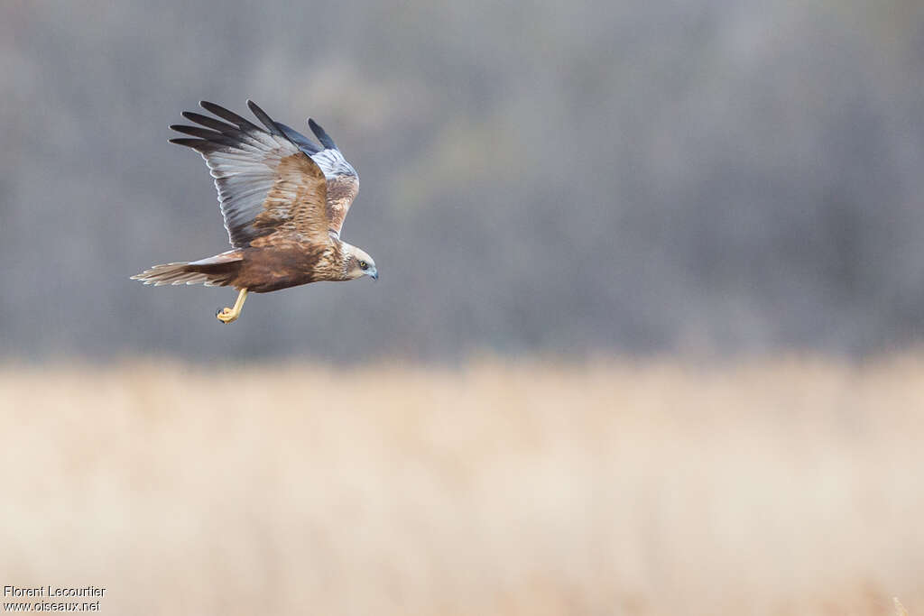 Western Marsh Harrier male Third  year, pigmentation, Flight