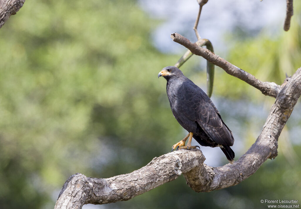 Common Black Hawk