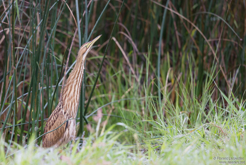 American Bittern