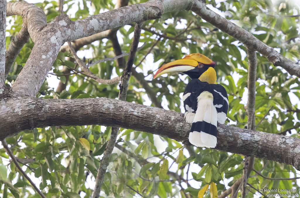 Great Hornbill