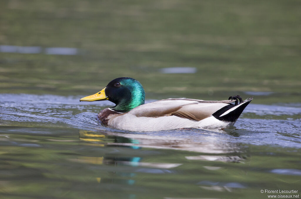 Canard colvert mâle