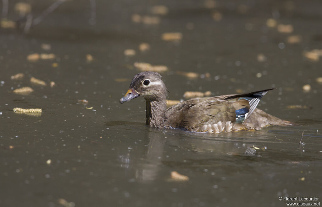 Mandarin Duck female