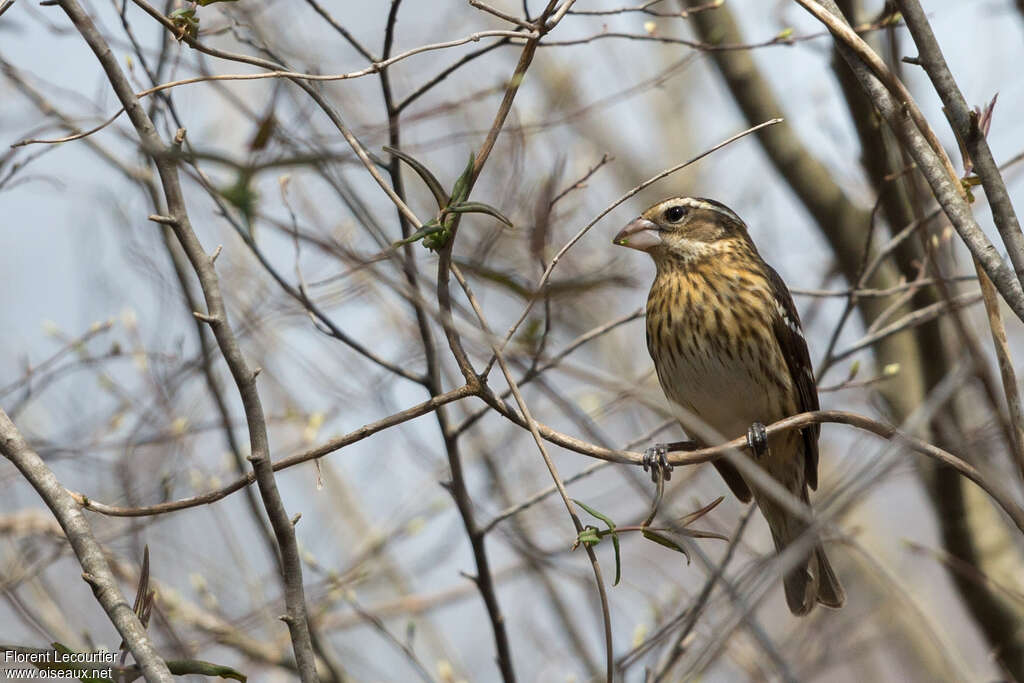 Rose-breasted Grosbeak female adult, pigmentation