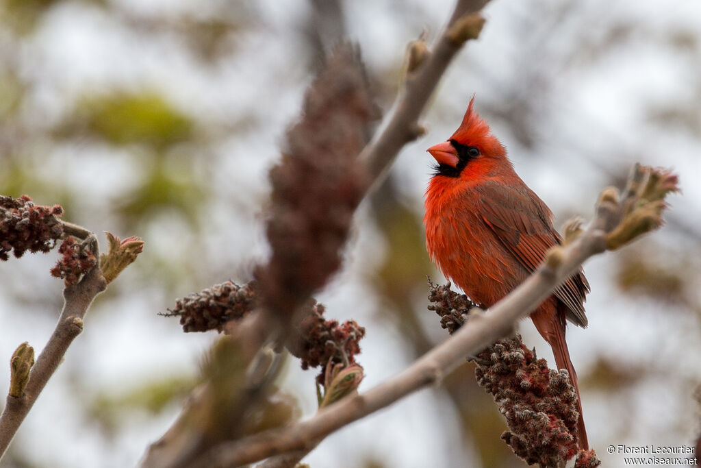 Northern Cardinal male