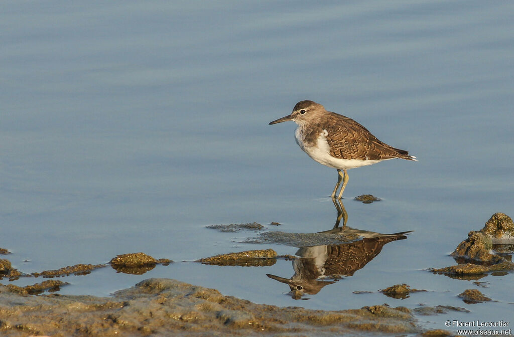 Common Sandpiper