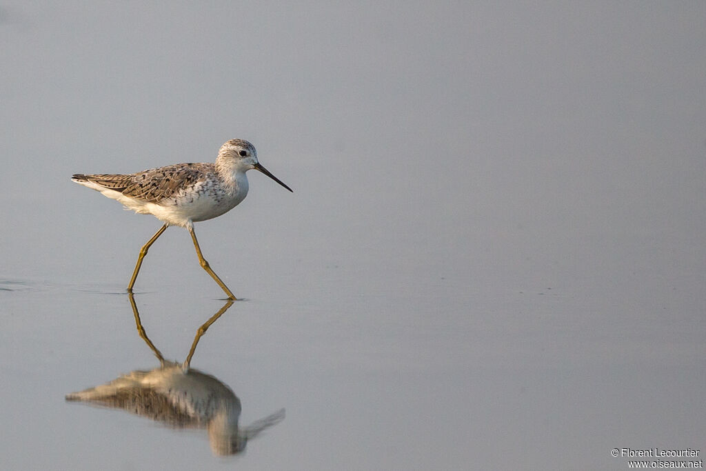 Marsh Sandpiper