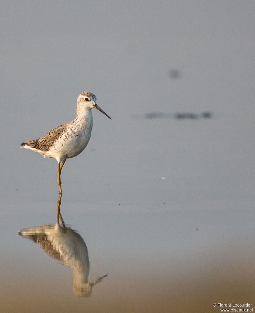 Marsh Sandpiper