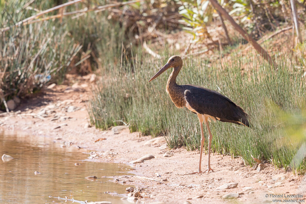 Black Stork