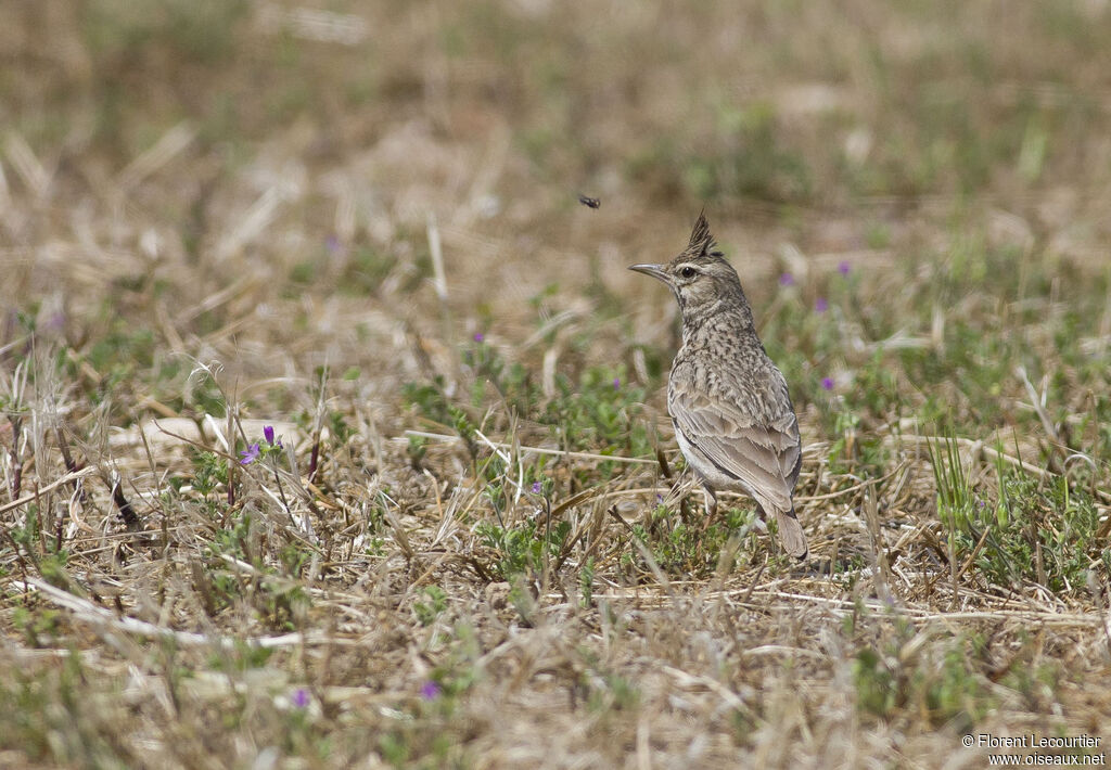 Cochevis huppé