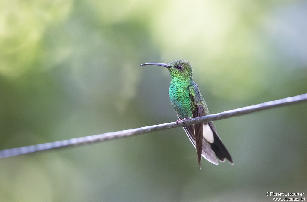 White-vented Plumeleteer