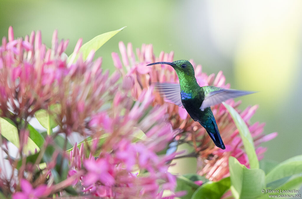Green-throated Carib