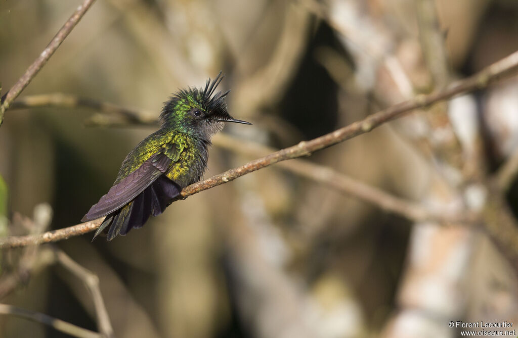 Antillean Crested Hummingbird male