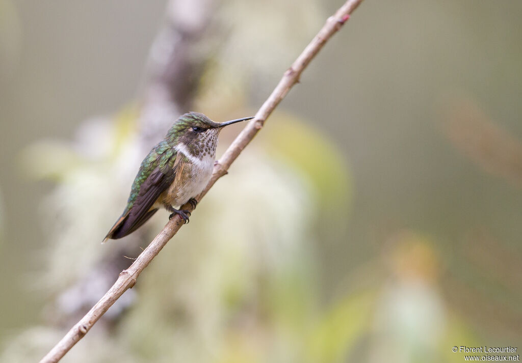 Scintillant Hummingbird