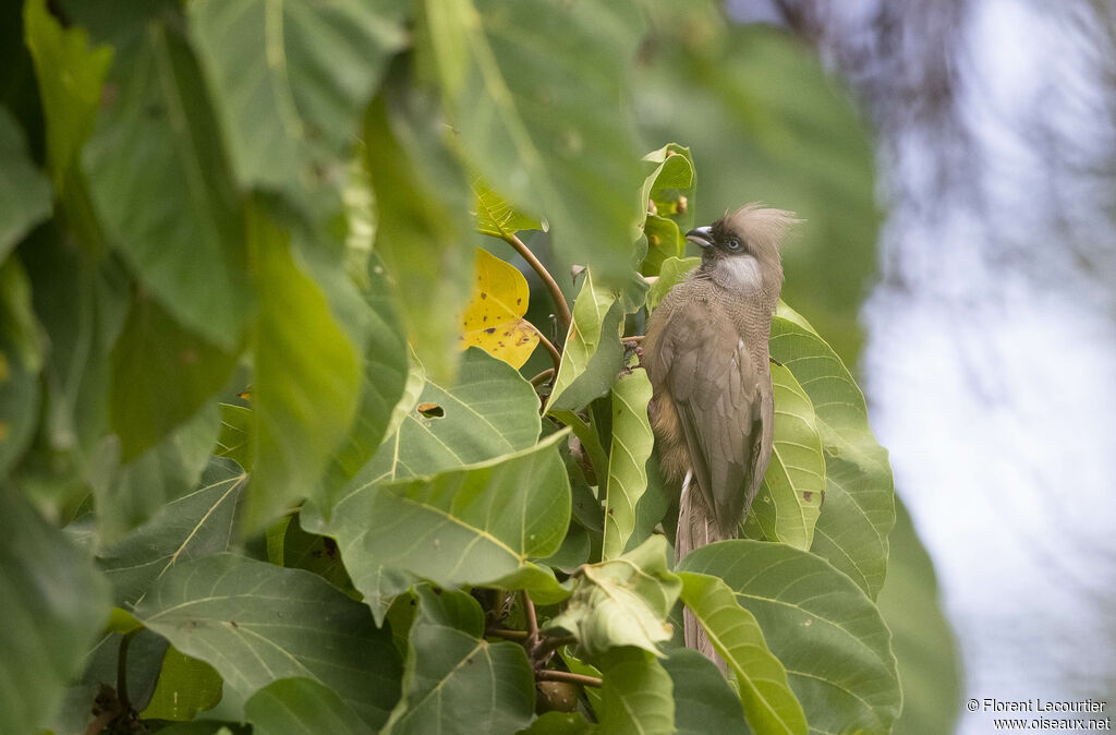 Speckled Mousebird