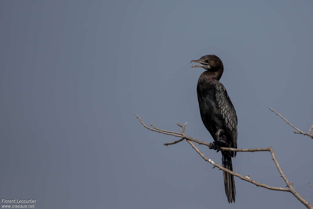 Little Cormorantadult breeding, identification
