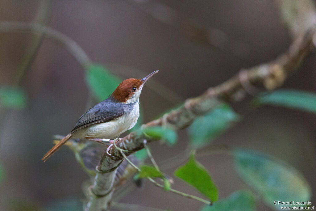 Rufous-tailed Tailorbirdadult