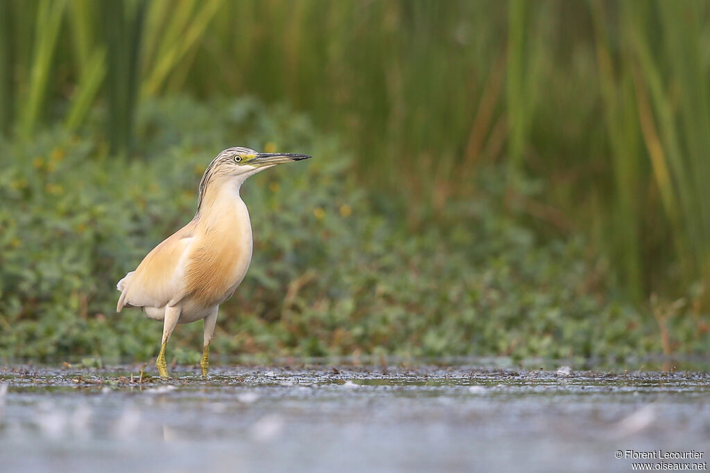 Squacco Heron