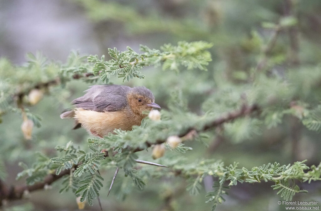 Red-faced Crombec
