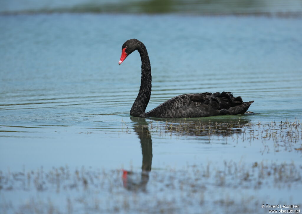 Cygne noir