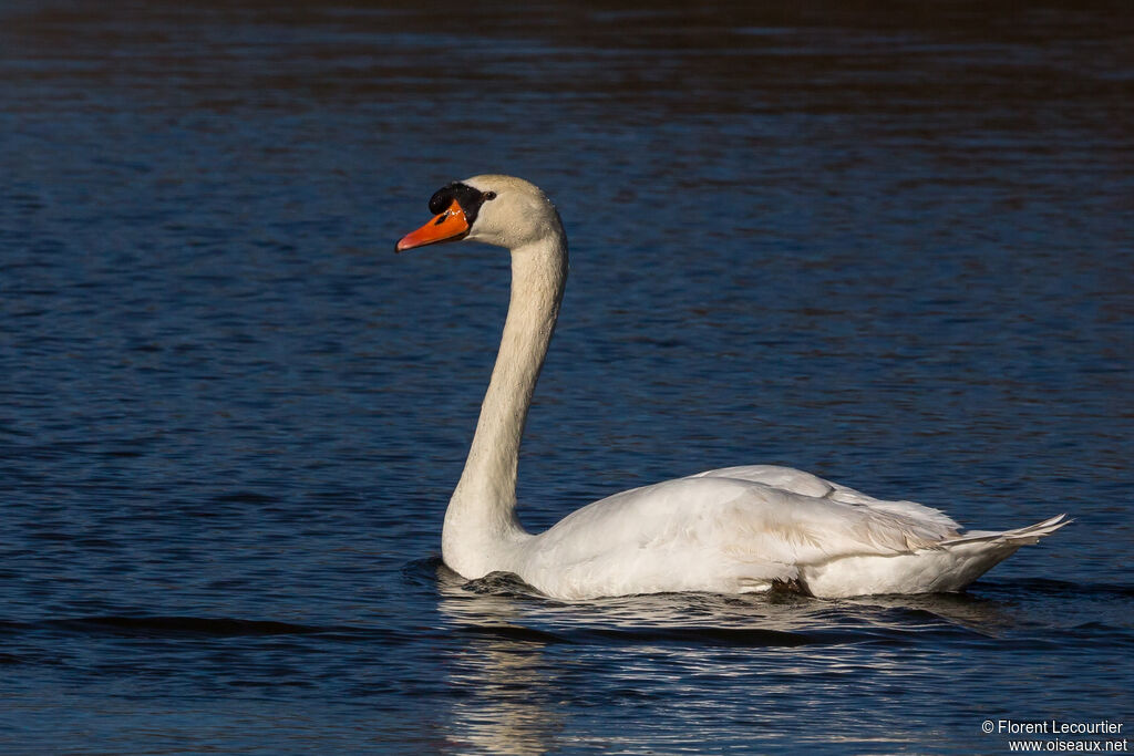 Mute Swan