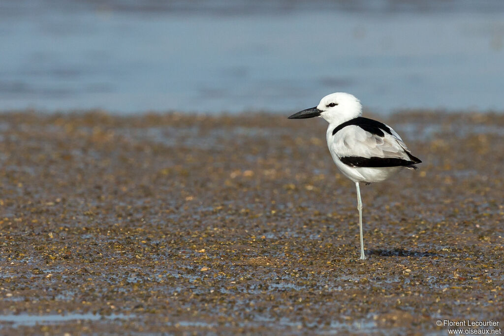 Crab-plover