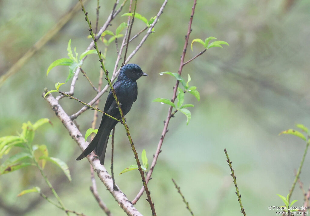 Drongo bronzé