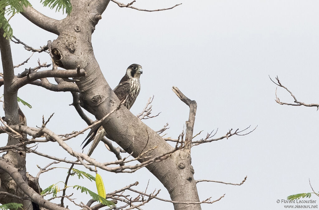 Peregrine Falcon